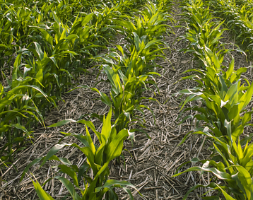 Indigo_Ag.width-358